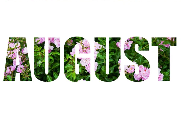 Woord Augustus Van Roze Rozen Bloemen Groene Bladeren Geïsoleerd Witte — Stockfoto