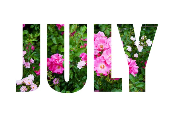 Λέξη Ιούλιος Από Ροζ Τριαντάφυλλα Λουλούδια Και Πράσινα Φύλλα Απομονώνονται — Φωτογραφία Αρχείου