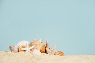 Kumsalda deniz kabukları, kopyalama alanı olan mavi arkaplan