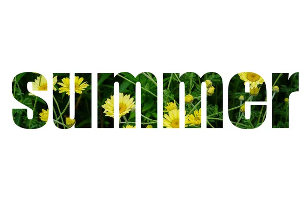 Napis Lato Wycięty Zdjęcia Żółtych Kwiatów Zielonych Liści Białym Tle — Zdjęcie stockowe