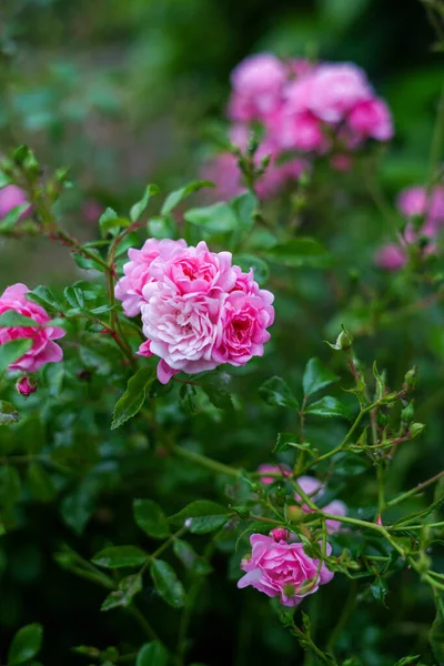Růžové Růže Plném Květu Zahradě Květiny Zelené Listy Pozadí Zahradní — Stock fotografie