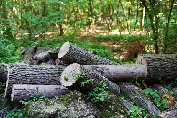 Frisches Brennholz Immergrünen Wald Kiefernstämme Aus Nächster Nähe Umweltschäden Ökologische — Stockfoto