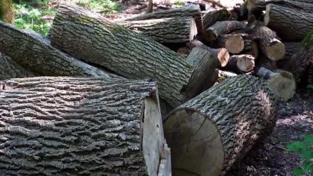 Świeżo Robione Drewno Opał Wiecznie Zielonym Lesie Drzewa Sosnowe Bliska — Wideo stockowe