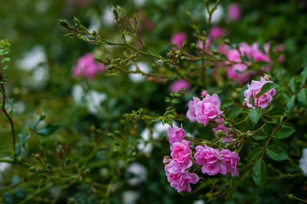Růžové Růže Plném Květu Zahradě Květiny Zelené Listy Pozadí Koncept — Stock fotografie