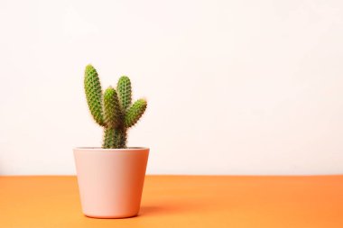 Beyaz arkaplanda saksıdaki küçük kaktüs, boşluğu kopyala