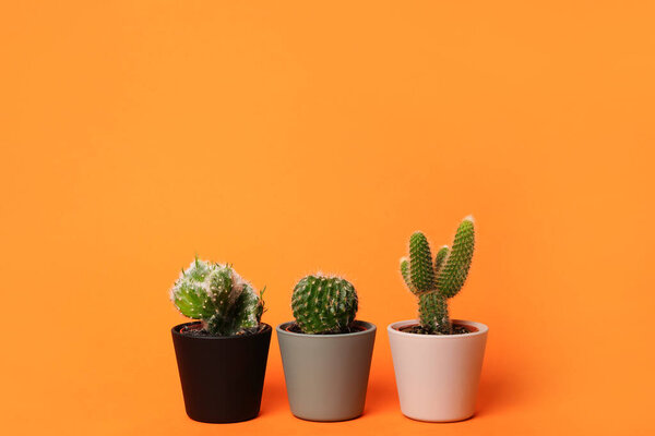 Три маленьких кактуса в цветочных горшках на ярко-оранжевом фоне, пространство для копирования