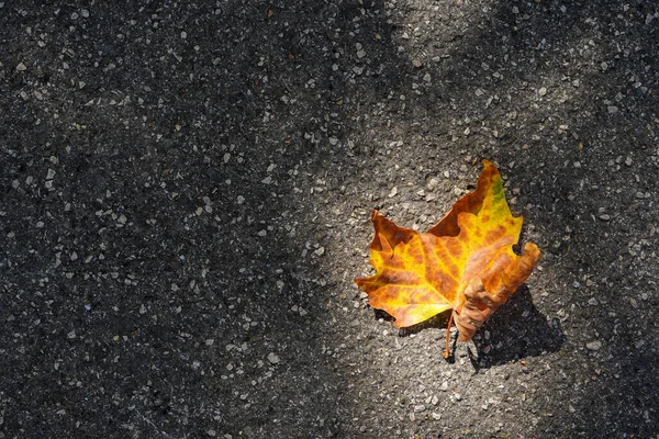 Autumn Orange Leaf Road Shadow — Stock Photo, Image