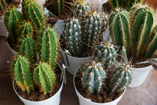 Hermoso Cactus Macetas Blancas Mercado Aire Libre —  Fotos de Stock
