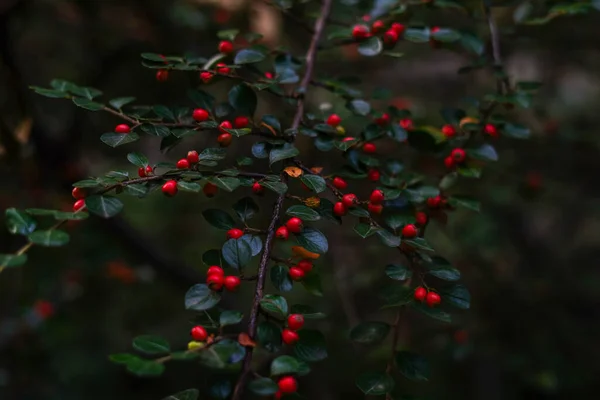 Dark Autumn Floral Background Red Berries Green Leaves Plant — Stock Photo, Image