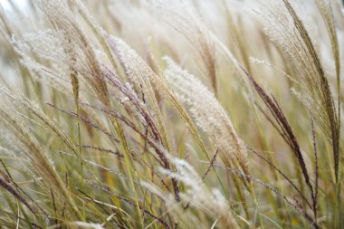 Kuru kamışların bej arka planı. Soyut kuru çimen çiçekleri, otlar