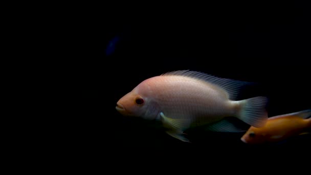 黄色い魚が暗い水槽で泳いでいる 水中生命体 — ストック動画