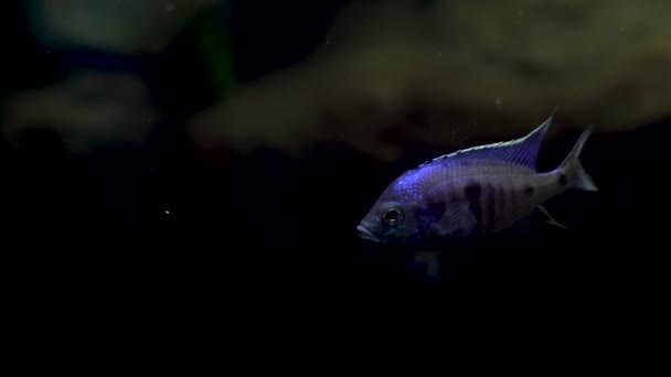 Mavi Balık Karanlık Bir Akvaryumda Yüzüyor Sualtı Yaşamı — Stok video