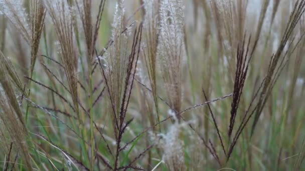 Dry Reeds Sway Wind Dry Grass Flowers Herbs — Stock Video