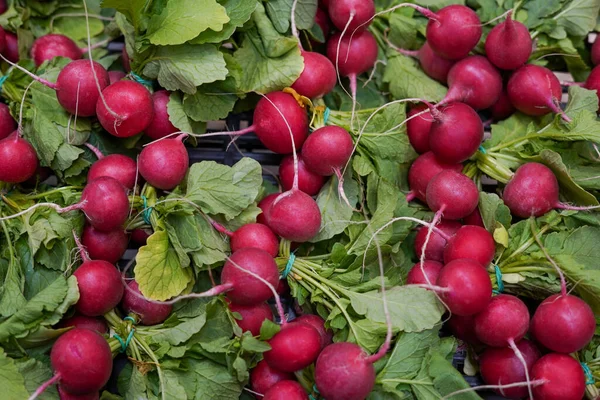 Taze hasat edilmiş, renkli turp. Turp yetiştiriyorum. Dükkandaki kutuda sebze yetiştiriyorum.