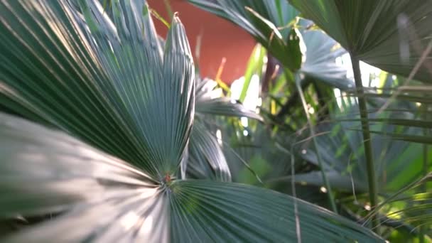 Luz Solar Através Folhas Palma Estufa Tropical Foco Suave Plantas — Vídeo de Stock