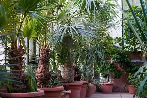 The palm trees is planted in flower post, interior with palm tree