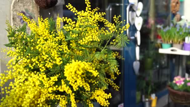 Kwiaciarnia Kwiatami Mimozy Wieloma Roślinami Świeżym Powietrzu — Wideo stockowe