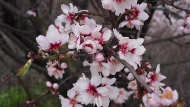 Білі Красиві Квіти Дереві Цвітуть Ранньою Весною Природа Грубої — стокове відео