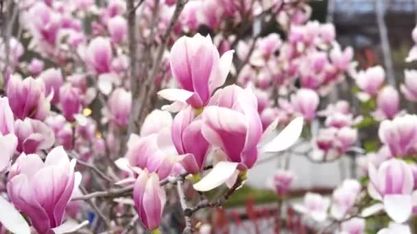 Magnolia Virágzik Tavasszal Lágy Rózsaszín Virágok Meleg Április Időjárás — Stock videók