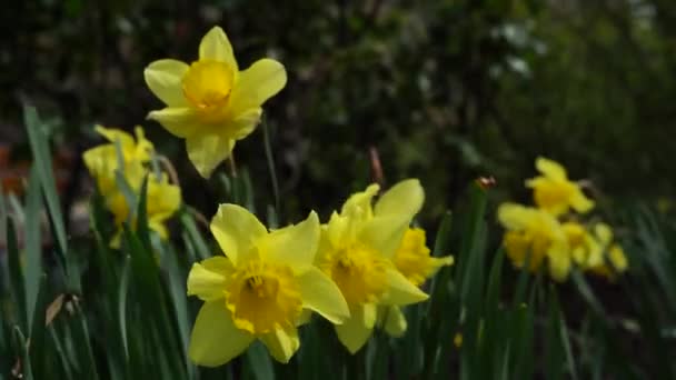 令人惊奇的黄色水仙花在绿色花园的花田里 春天的背景 花卉景观 水仙花框架 — 图库视频影像