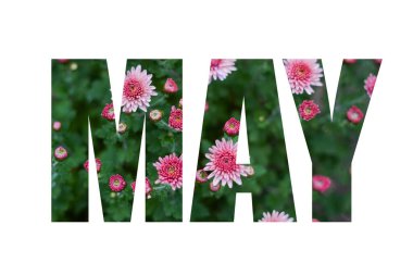 Beyaz arka planda yeşil yapraklar ve pembe çiçeklerden gelen MAY kelimesi
