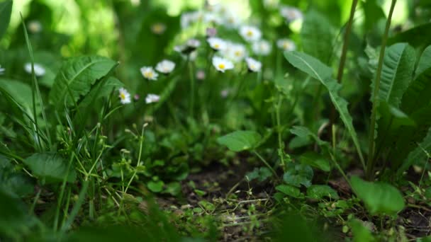 Belas Flores Primavera Camomila Fundo Natureza Verde — Vídeo de Stock