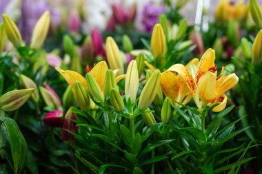 Çiçek zambakları mağazada. Güzel taze buket