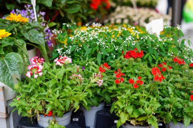 Çiçekçide çeşitli renkli çiçekler ve yeşil yaprakların yer aldığı canlı bir saksı sergisi