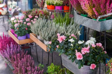 ahşap ve metal stantlara dizilmiş pembe güller ve fundalıklar da dahil olmak üzere çeşitli saksı çiçekleri ve bitkiler