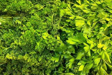 Taze yeşil maydanoz, kıvırcık ve yassı yapraklı, bir markette üst üste yığılmış.