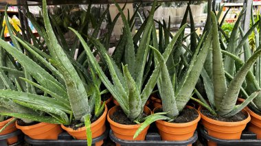 turuncu saksılara yerleştirilmiş aloe vera bitkileri