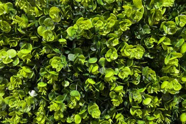Yoğun bir yapay yeşil yaprak kümesi parlak yüzeyli gür ve dokulu bir arka plan oluşturur.