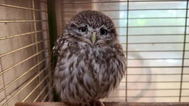 Benekli tüyleri olan küçük, tüylü bir baykuş kafesin içinde sakince oturur.