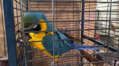 Renkli mavi ve sarı bir papağan metal bir kafesin içine tünemiş.
