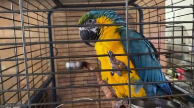 Renkli mavi ve sarı bir papağan metal bir kafesin içine tünemiş.