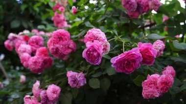 Canlı bir pembe gül kümesi çerçeveyi yemyeşil yapraklarla doldurur.