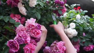 Bir insan yeşil saplı budama makası kullanarak gür bir bahçede canlı pembe ve beyaz gülleri buduyor.