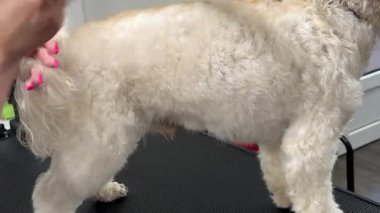 Tüylü beyaz bir köpek tımar masasında dikilirken biri patisini nazikçe tutuyor ve tımar etmeye hazırlanıyor.