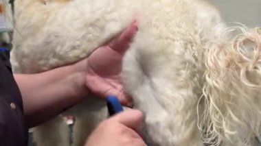 Bir insan tüylü beyaz bir köpeği mavi ve siyah bir tımar aletiyle tüylerini fırçalayarak tımar ediyor.