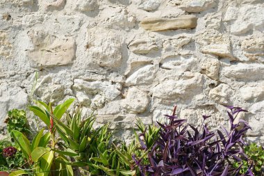 Renkli sulu ve mor yapraklı bitkiler parlak güneş ışığında eski, yıpranmış taş bir duvara karşı büyür.