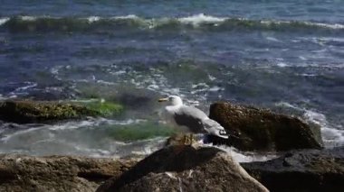 Bir martı deniz kenarındaki bir kayaya tünemiş dalgalar kıyıya vururken