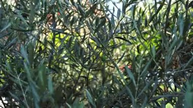 İnce yeşil yapraklı zeytin dallarına ve tek zeytinli meyvelere yakın.