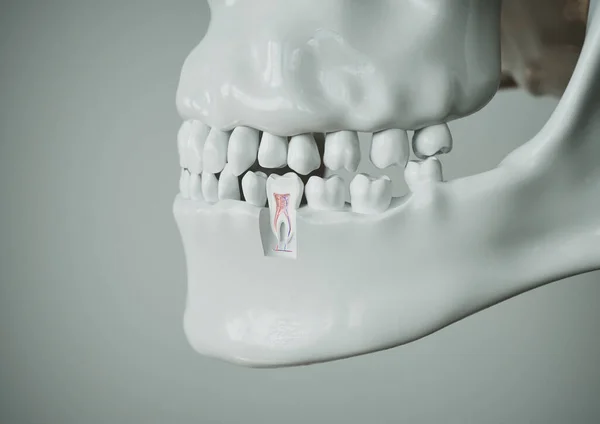 Dişin Anatomisi Beyaz Arka Planda Tam Bir Diş Yapısına Sahip — Stok fotoğraf