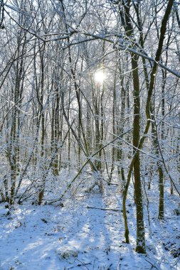 Güneş ışınları karlı sahneyi aydınlatıyor. Donmuş ormanın doğal ortamında bitki dalları ve dalları arasında gölgeler bırakıyor.