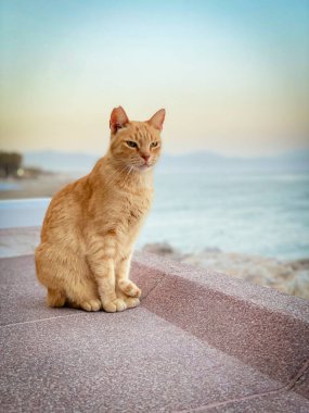 Kedi Oturan Duvar Sahili Güneşi