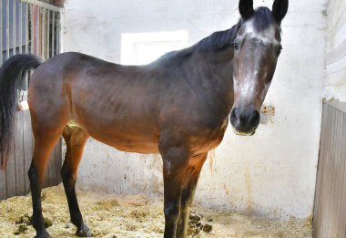 Kahverengi bir at şu anda oldukça kirli ve dağınık bir çevrede duruyor. Biraz temizlik ve bakıma ihtiyacı olabilir.