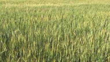 Canlı ve yemyeşil bir tarla sağlıklı ekinlerle doludur. Yazın ılık, dindirici melteminde yavaşça sallanırlar.