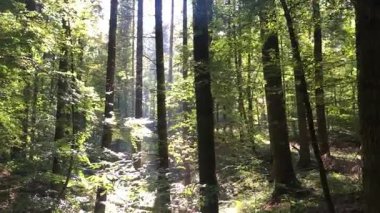 Güneş ışığı ve canlı yeşilliklerle yıkanmış sakin bir orman keşfedin, doğa severler ve meraklıları için idealdir.