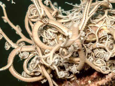 A beautiful Astrospartus during a dive.