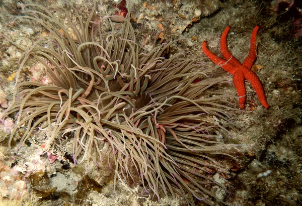Red Starfish Anemone — ストック写真